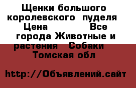 Щенки большого (королевского) пуделя › Цена ­ 25 000 - Все города Животные и растения » Собаки   . Томская обл.